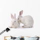 Cute Rabbit