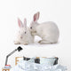 Cute Rabbit