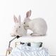 Cute Rabbit