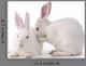 Cute Rabbit