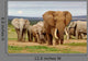Elephant Herd