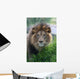 Lion Wall Mural