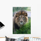Lion Wall Mural