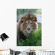 Lion Wall Mural