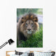 Lion Wall Mural