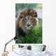 Lion Wall Mural