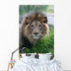 Lion Wall Mural