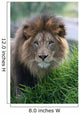 Lion Wall Mural
