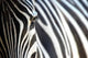 Zebra Wall Mural