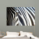 Zebra Wall Mural