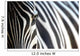Zebra Wall Mural