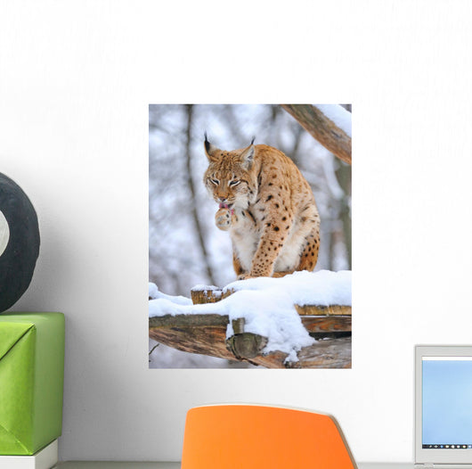 Lynx Winter
