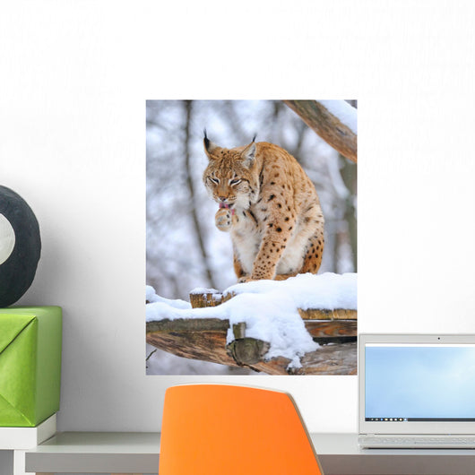 Lynx Winter