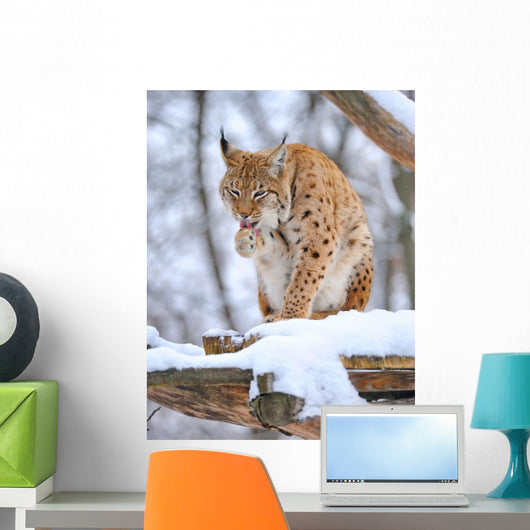 Lynx Winter