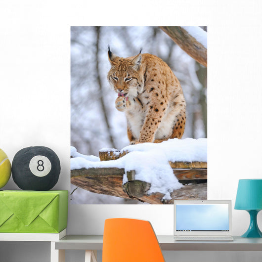 Lynx Winter
