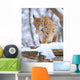 Lynx Winter