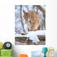 Lynx Winter