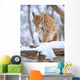 Lynx Winter