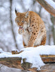 Lynx Winter