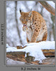 Lynx Winter