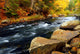 Forest River in the Fall Wall Mural