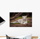 White Tiger Wall Mural
