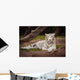 White Tiger Wall Mural
