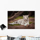 White Tiger Wall Mural