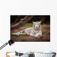 White Tiger Wall Mural