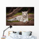 White Tiger Wall Mural