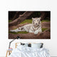 White Tiger Wall Mural