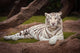 White Tiger Wall Mural