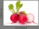 Small Garden Radish