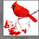 Red Cardinal Bird