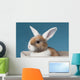 Young White-eared Mini-lop Rabbit Wall Mural