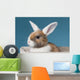 Young White-eared Mini-lop Rabbit Wall Mural