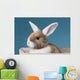 Young White-eared Mini-lop Rabbit Wall Mural