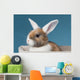 Young White-eared Mini-lop Rabbit Wall Mural