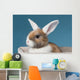 Young White-eared Mini-lop Rabbit Wall Mural