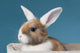 Young White-eared Mini-lop Rabbit Wall Mural