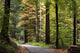 forest walk Wall Mural