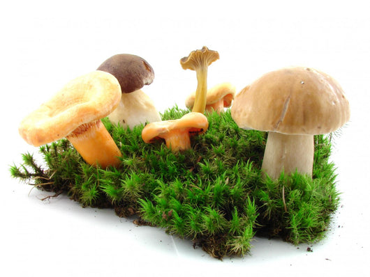 Fungi Wall Mural