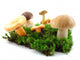 Fungi Wall Mural
