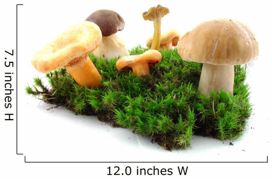 Fungi Wall Mural