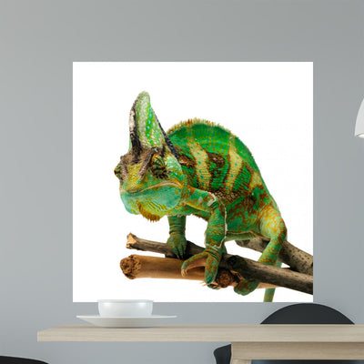 Chameleon Wall Decal shown on a wall