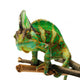 Chameleon Wall Decal