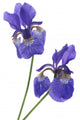 Iris Wall Decal
