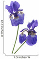 Iris Wall Decal