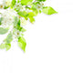 White Flowers and Light