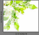 White Flowers and Light